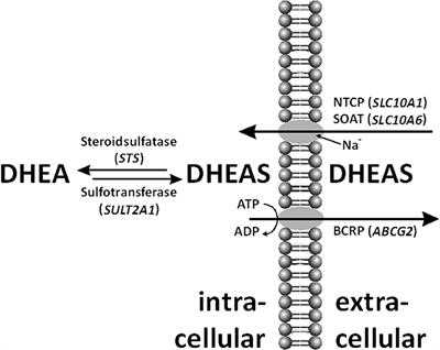 Very High Dehydroepiandrosterone Sulfate (DHEAS) in Serum of an Overweight Female Adolescent Without a Tumor